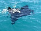 Manta at Low Islet.JPG (48 KB)
